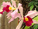 orhideju dārzs, madeira