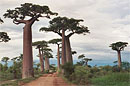 baobabi, madagaskara